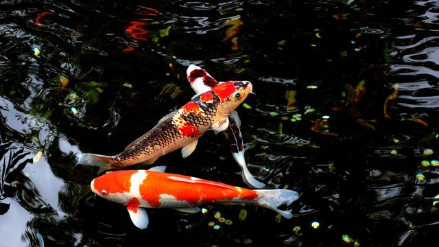 Naturnaher Schwimmteich im Garten