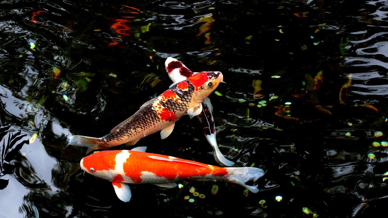 Naturnaher Schwimmteich im Garten